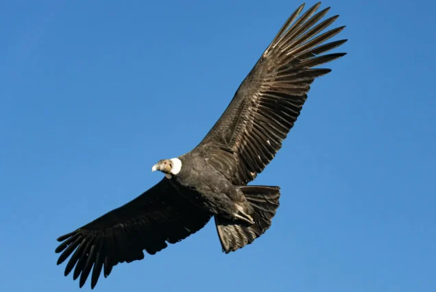 Andean Condor Bird Watching and Guinea Pig Farm 1 Day Tour